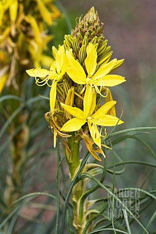 ASPHODELINE_LUTEA_GELBER