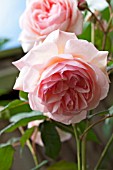 ROSA SHROPSHIRE LAD