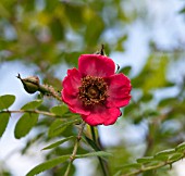 ROSA MUTABILIS