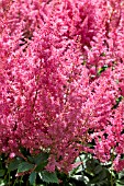 ASTILBE FEDERSEE