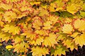 ACER SHIRASAWANUM AUREUM