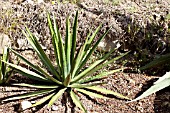 AGAVE LECHUGUILLA