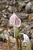 ARISAEMA CANDISSIMUM