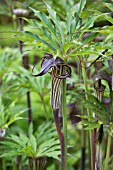 ARISAEMA CILIATUM