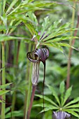 ARISAEMA CILIATUM