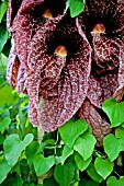 ARISTOLOCHIA GIGANTEA