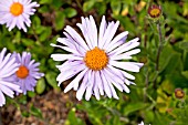 ASTER SOULIEI