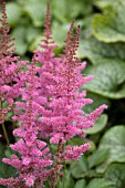 ASTILBE CHINENSIS INTERMEZZO