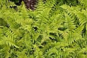 ATHYRIUM FILIX-FEMINA MINUTISSIMUM