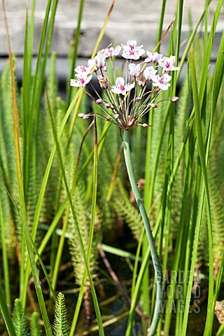 BUTOMUS_UMBELLATUS