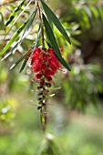 CALLISTEMON VIMINALIS