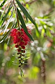 CALLISTEMON VIMINALIS