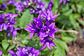 CAMPANULA GLOMERATA JOAN ELLIOTT