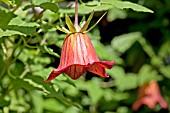 CANARINA CANARIENSIS