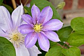 CLEMATIS BLUE EYES