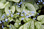 BRUNNERA MACROPHYLLA JACK FROST