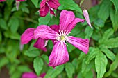 CLEMATIS VITICELLA MME JULIA CORREVON