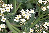 CRAMBE MARITIMA