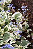 BRUNNERA MACROPHYLLA VARIEGATA