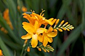 CROCOSMIA WALBERTON YELLOW