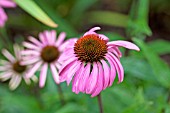 ECHINACEA DARK STEMS