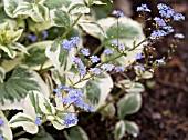 BRUNNERA MACROPHYLLA VARIEGATA