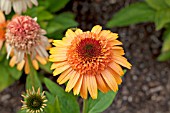 ECHINACEA PURPUREA SUPREME CANTALOUPE