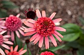 ECHINACEA PURPUREA SUPREME FLAMINGO