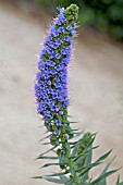 ECHIUM CANDICANS