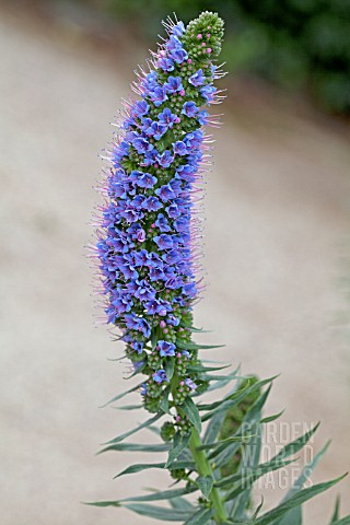 ECHIUM_CANDICANS