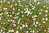 ERIGERON KARVINSKIANUS