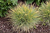 FESTUCA GLAUCA GOLDEN TOUPEE