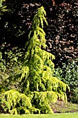 CEDRUS DEODARA GOLDEN HORIZON