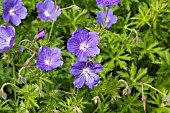 GERANIUM EUREKA BLUE