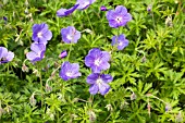 GERANIUM EUREKA BLUE