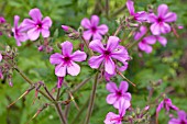 GERANIUM PALMATUM