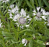 CENTAUREA MONTANA ALBA