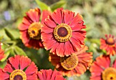 HELENIUM FLAMMENDES KATHCHEN