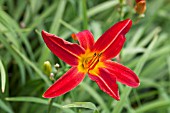 HEMEROCALLIS RED ADMIRAL