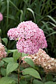 HYDRANGEA ARBORESCENS INVINCIBELLE SPIRIT