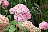 HYDRANGEA ARBORESCENS INVINCIBELLE SPIRIT