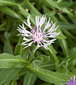 CENTAUREA MONTANA CARNEA