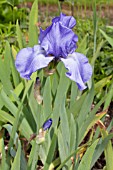 IRIS CRYSTAL BLUE