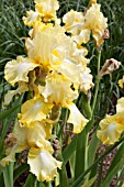 IRIS LEMON BROCADE