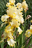 IRIS LEMON BROCADE