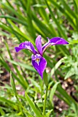 IRIS TEVERPLAE