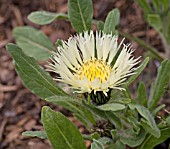 CENTAUREA PULLATA