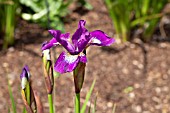 IRIS SIBIRICA SHOWDOWN