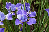 IRIS SIBIRICA SILVER EDGE