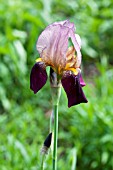 IRIS TECTORUM